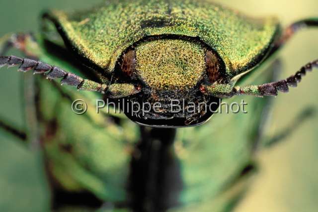 Chalcolepidius exquisitus.JPG - Chalcolepidius exquisitus (Portrait)taupinsnapping beetleColeopteraElateridaePanama